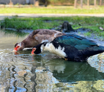 Load image into Gallery viewer, Muscovy Ducks - Local Pickup
