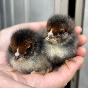Olive Egger Chicks (Marans backcross)