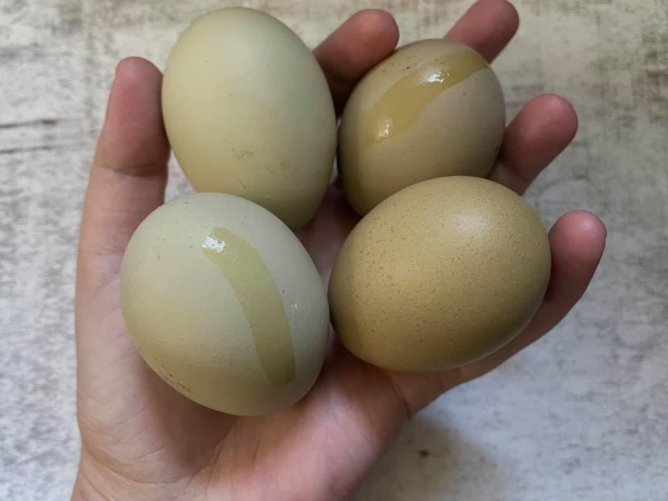Green Eggers - Shipped