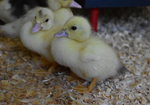 Load image into Gallery viewer, Muscovy Ducklings
