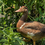 Load image into Gallery viewer, Muscovy Ducks - Shipped
