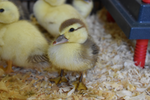 Load image into Gallery viewer, Muscovy Ducklings
