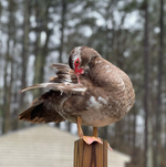 Load image into Gallery viewer, Muscovy Ducks - Shipped
