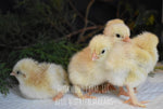 Load image into Gallery viewer, Blue Wheaten Marans Chicks
