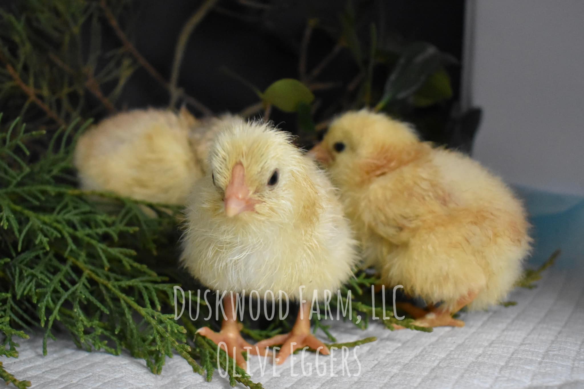 F1 Olive Egger Chicks