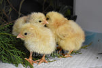 Load image into Gallery viewer, F1 Olive Egger Chicks

