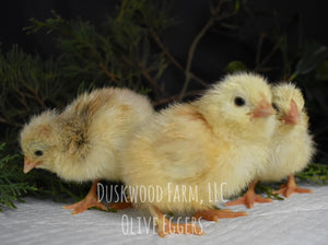 F1 Olive Egger Chicks