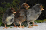 Load image into Gallery viewer, Olive Egger Chicks (Marans backcross)
