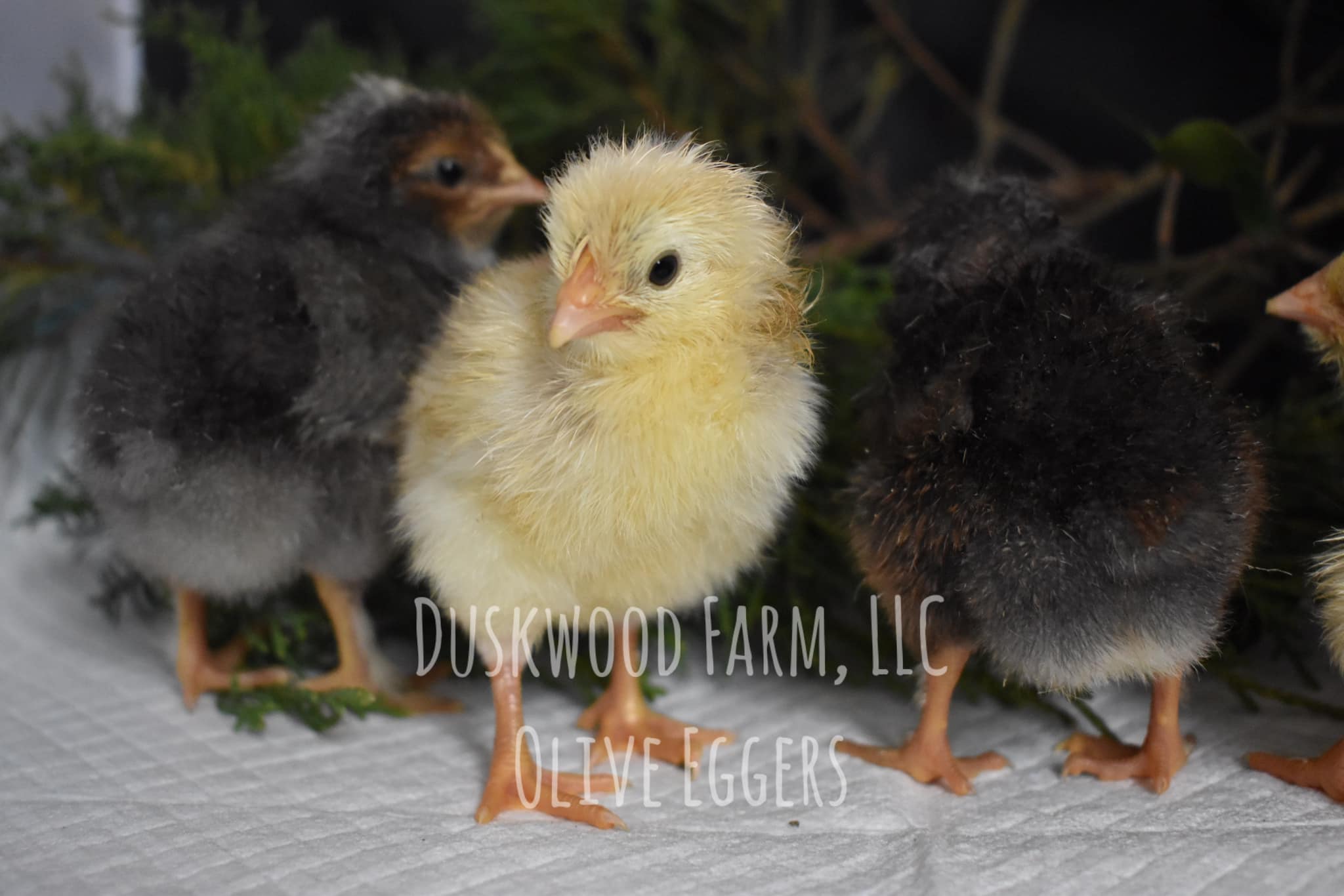 Olive Egger Chicks (Marans backcross)